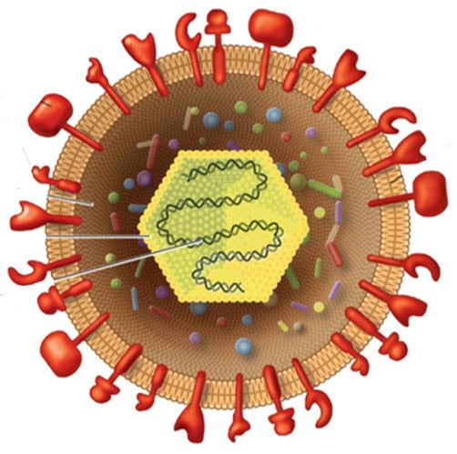 Virus - Herpes Labial | Clínica Dental Satorres Valencia
